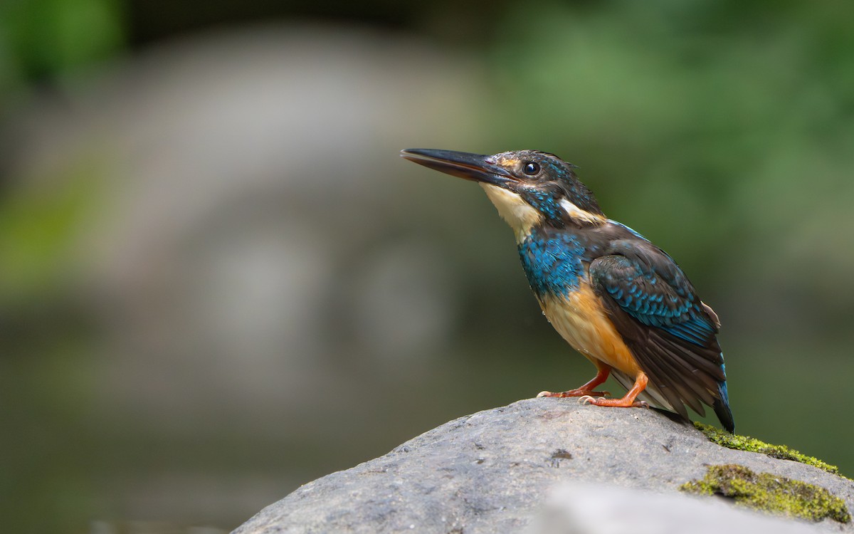 Javan Blue-banded Kingfisher - ML642512596