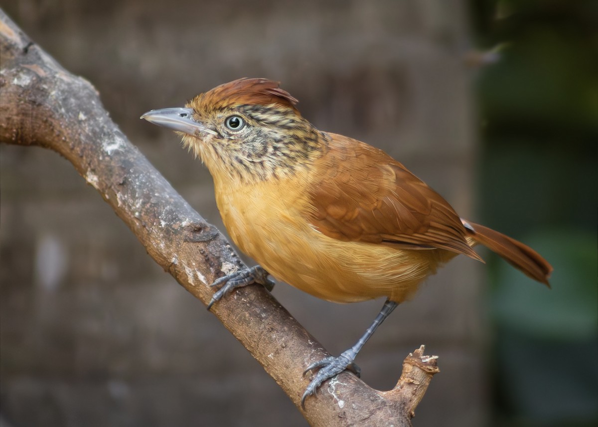 Barred Antshrike - ML642512597
