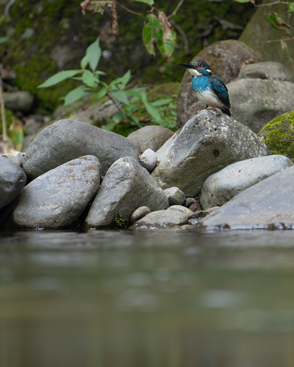 Javan Blue-banded Kingfisher - ML642512598