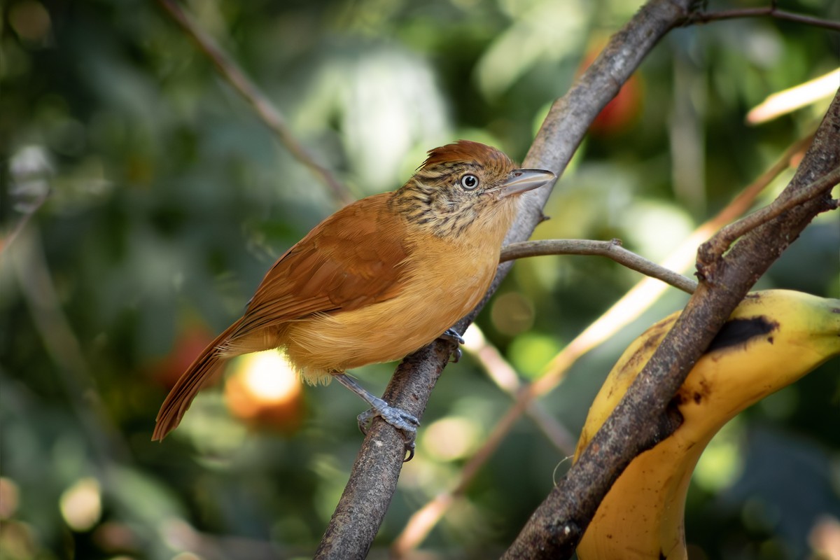 Barred Antshrike - ML642512599