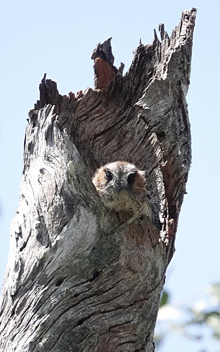 Australian Owlet-nightjar - ML642512602
