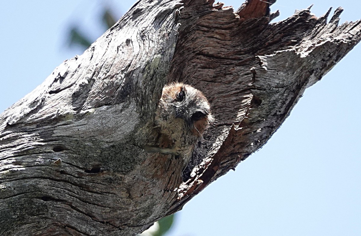 Australian Owlet-nightjar - ML642512603