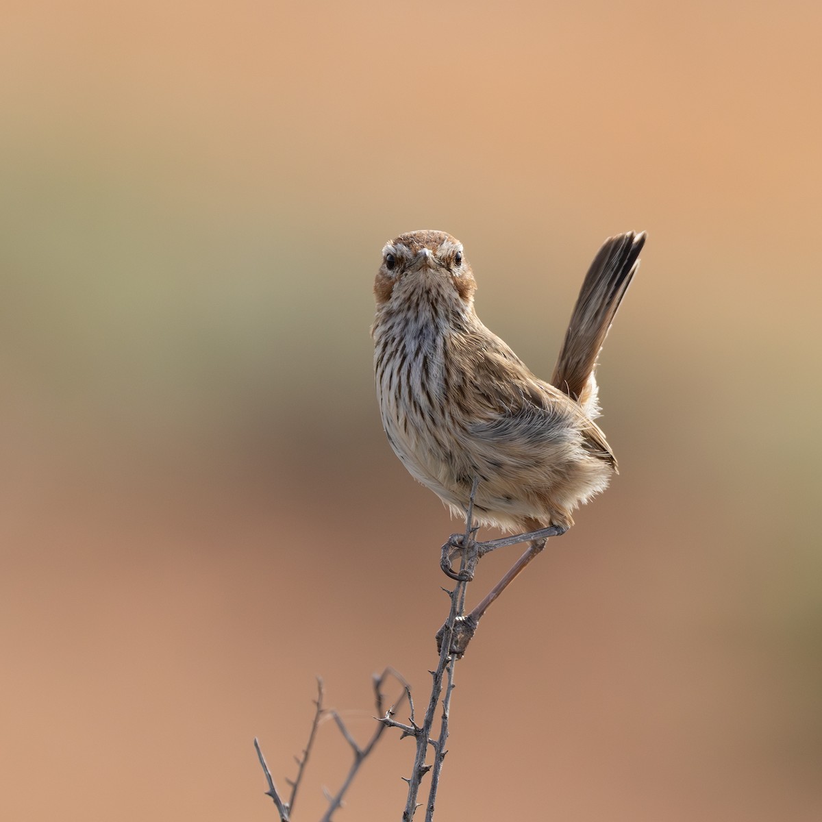Rufous Fieldwren - ML642512605