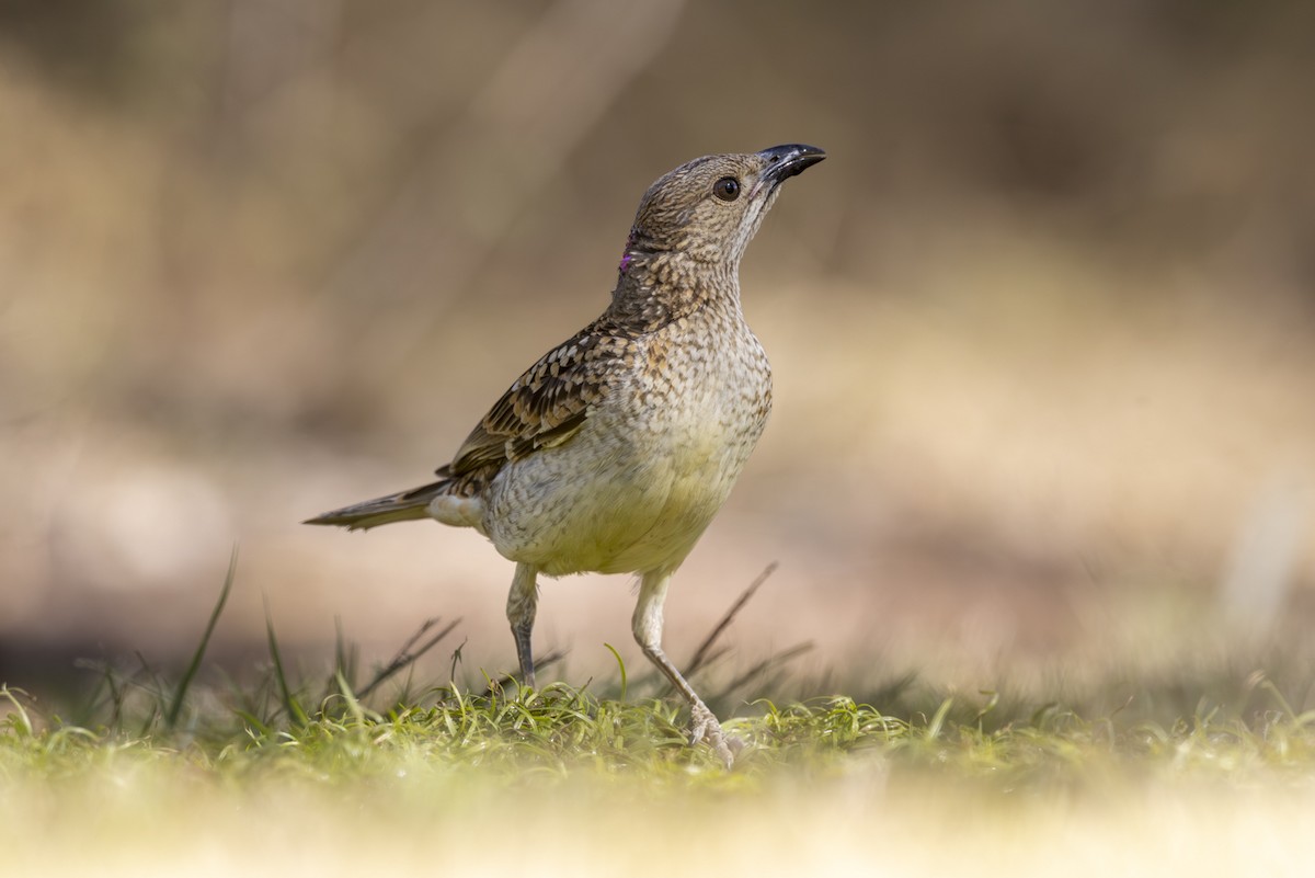 Spotted Bowerbird - ML642512609