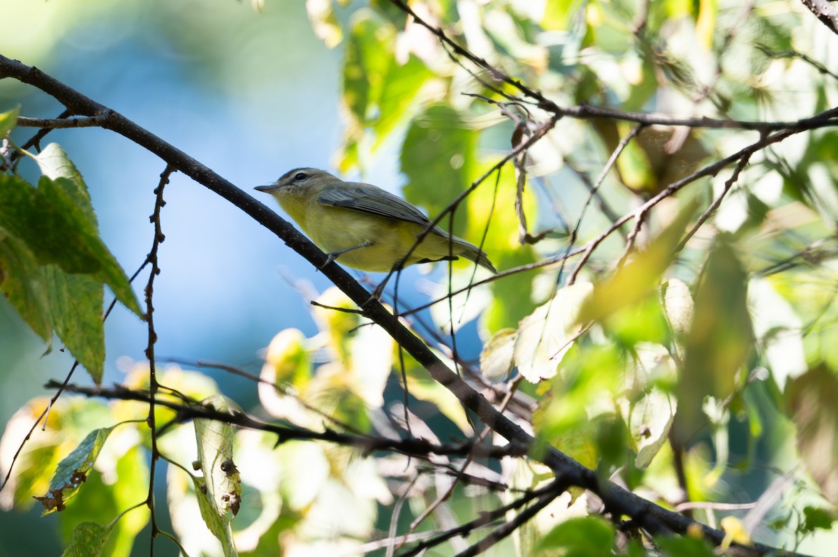 Philadelphia/Warbling Vireo - ML642512615