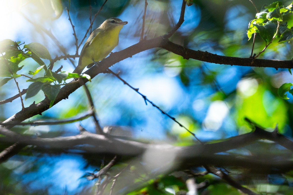 Philadelphia/Warbling Vireo - ML642512616