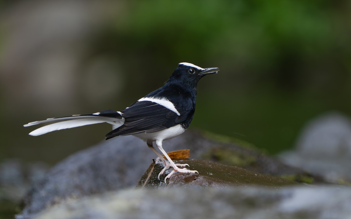 White-crowned Forktail (Javan) - ML642512617