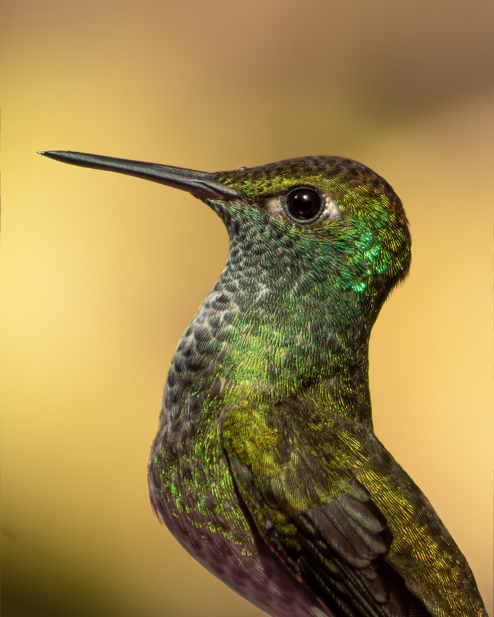 Versicolored Emerald - ML642512619