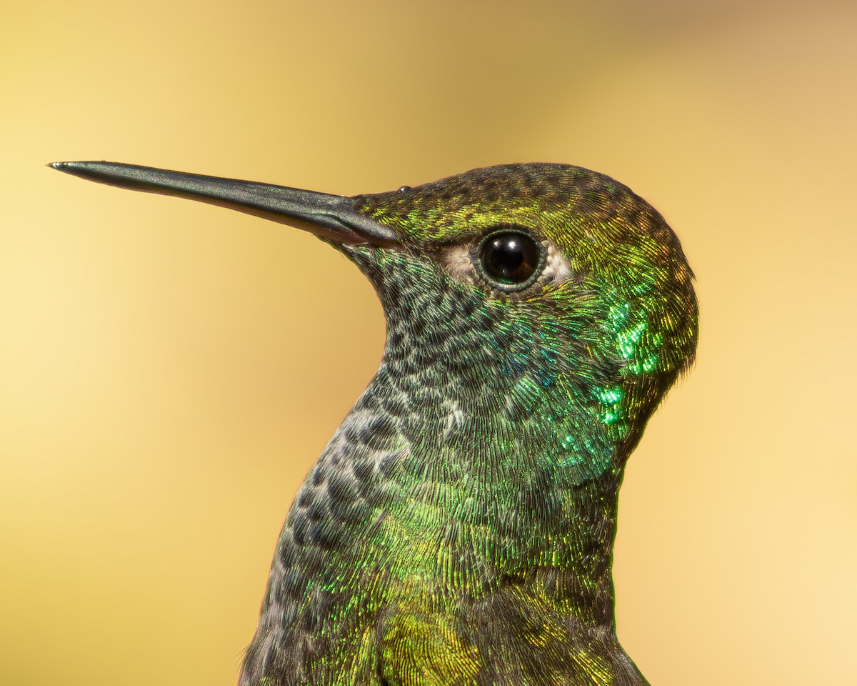 Versicolored Emerald - ML642512620