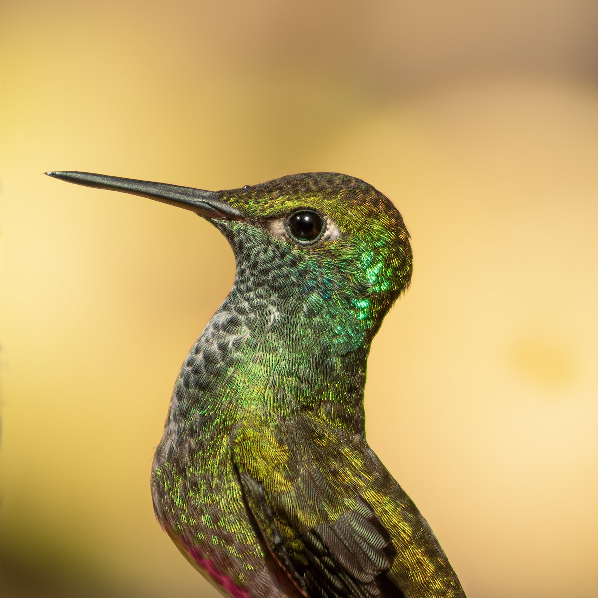 Versicolored Emerald - ML642512622