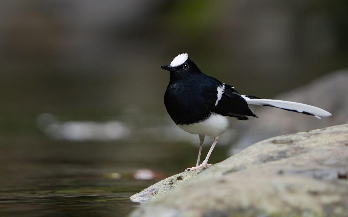 White-crowned Forktail (Javan) - ML642512623