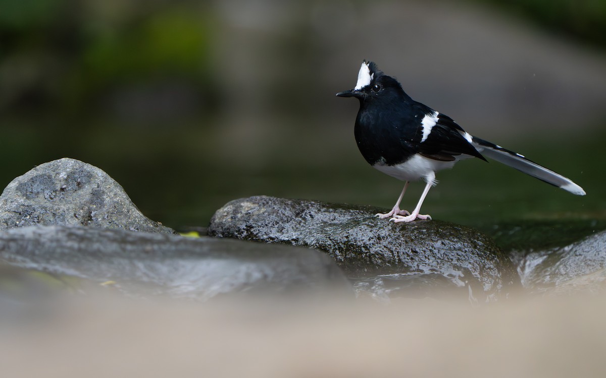 White-crowned Forktail (Javan) - ML642512624
