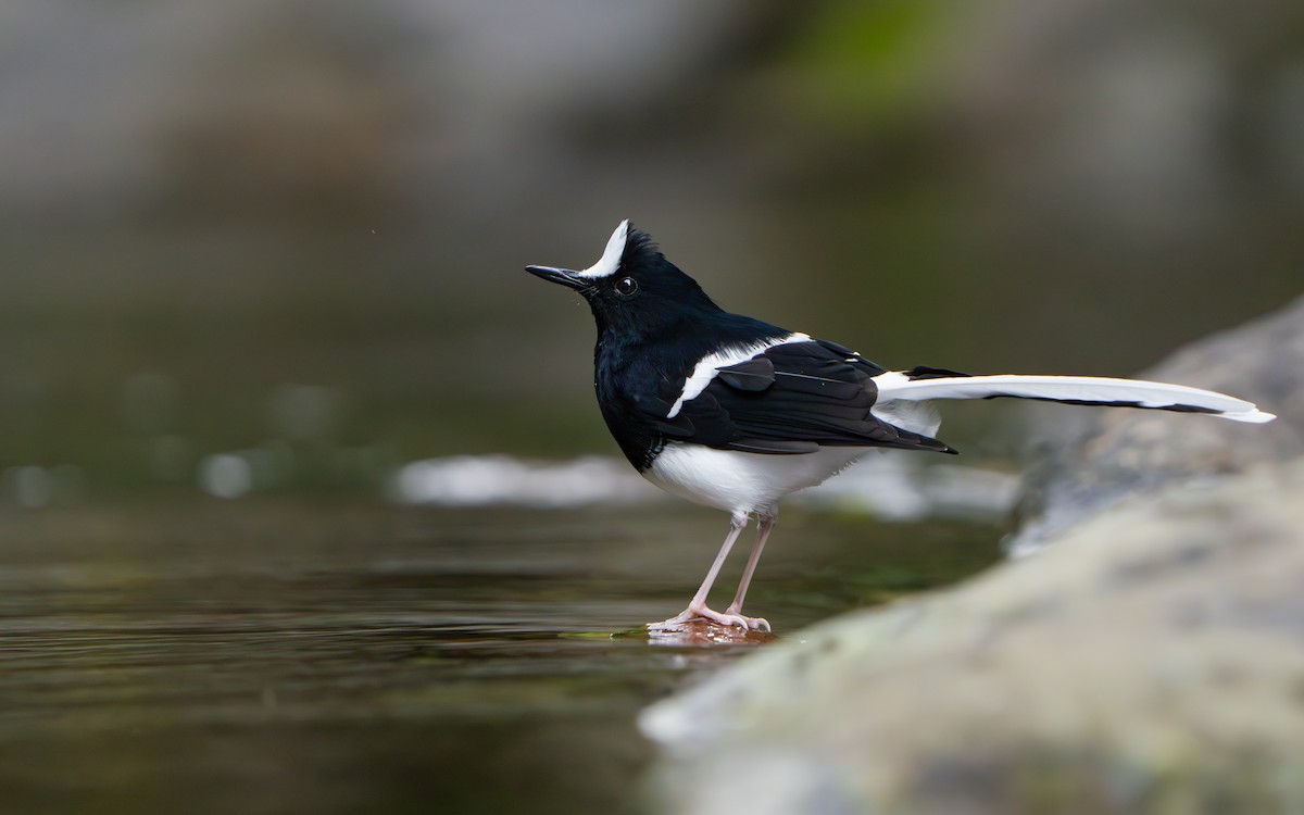 White-crowned Forktail (Javan) - ML642512625
