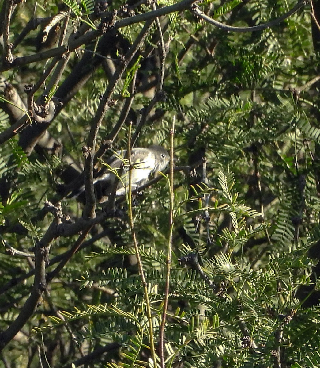 Blue-gray Gnatcatcher - ML642512629