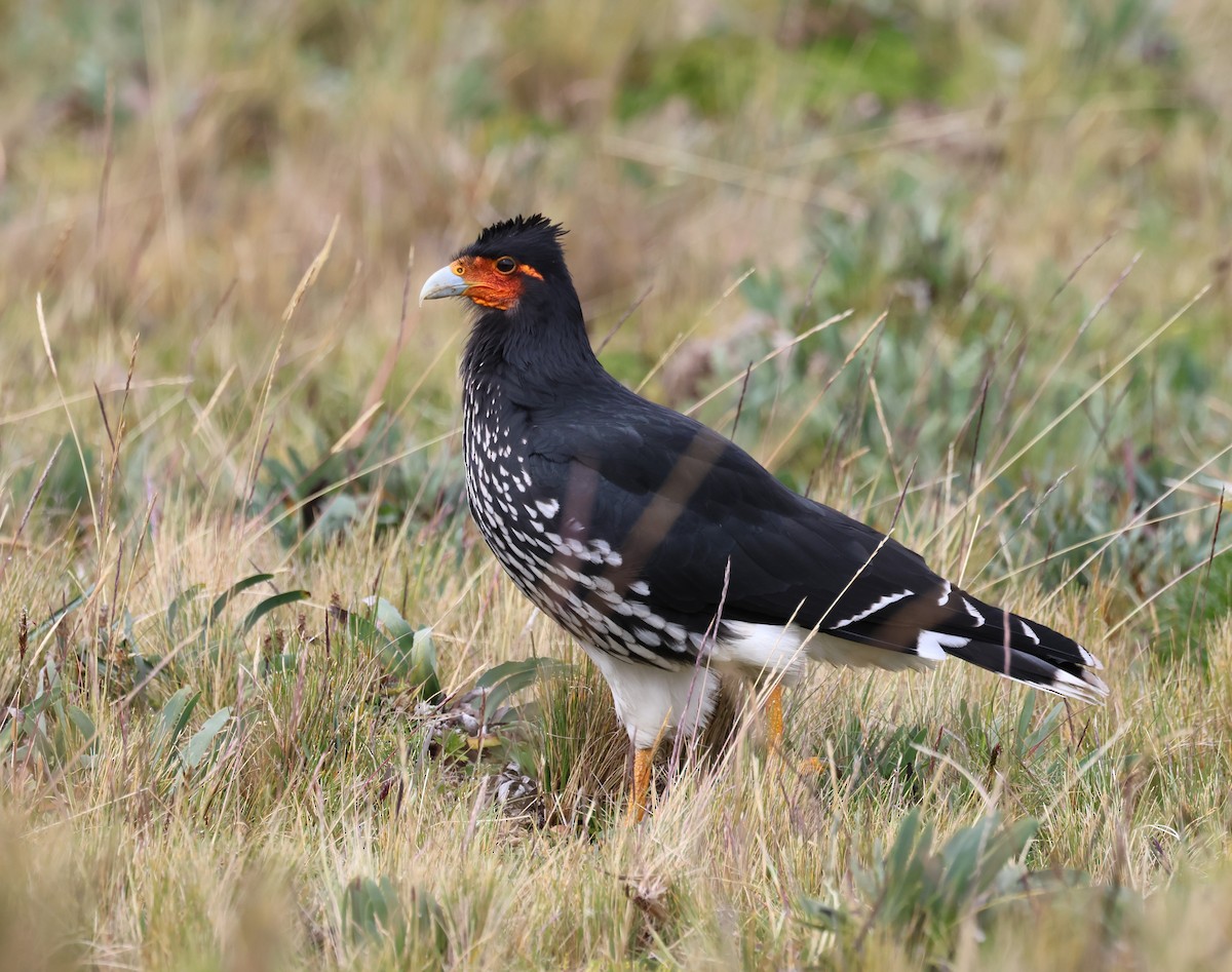 Carunculated Caracara - ML642512632