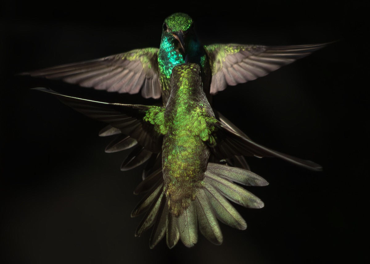 Versicolored Emerald - ML642512635