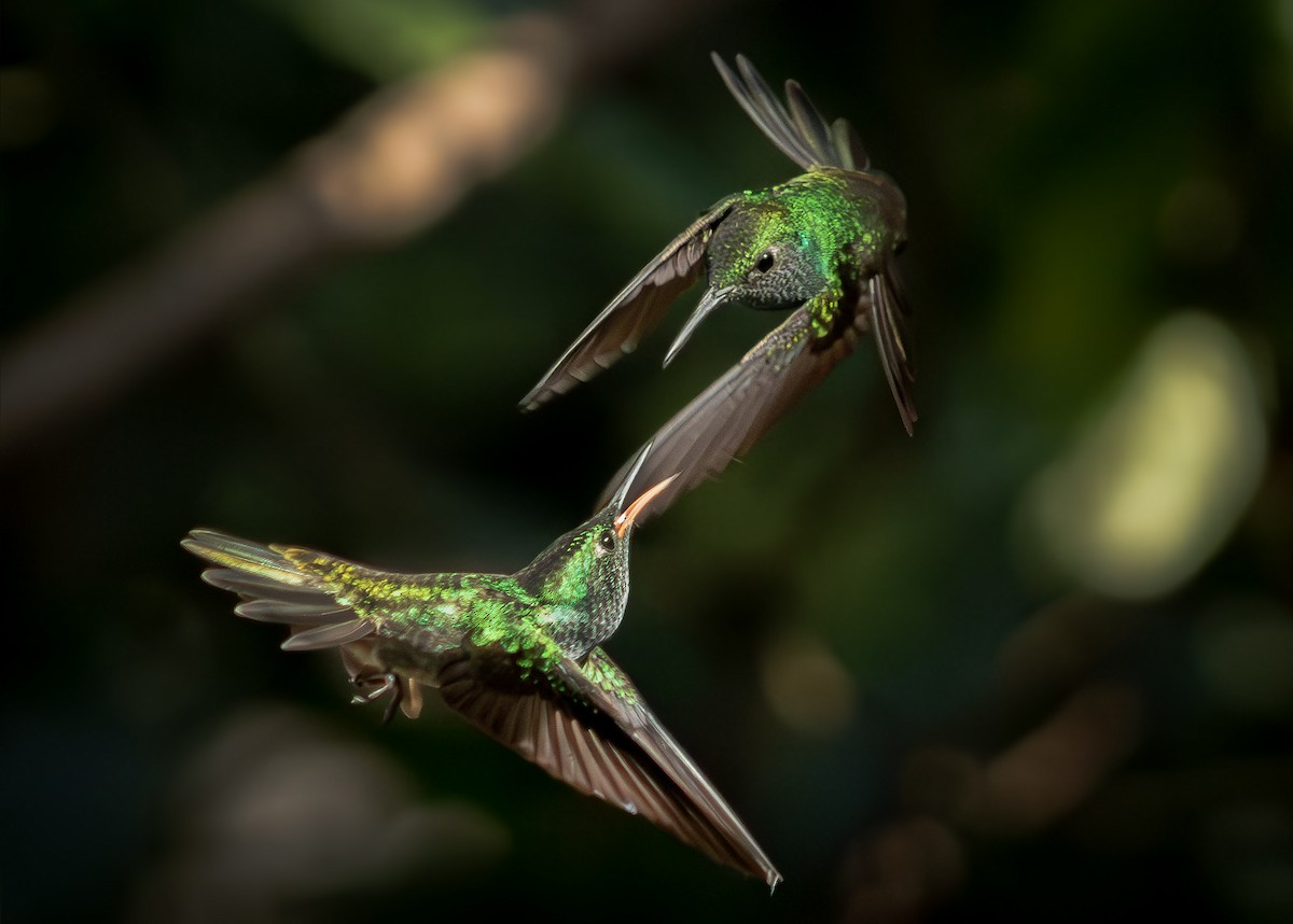 Versicolored Emerald - ML642512636