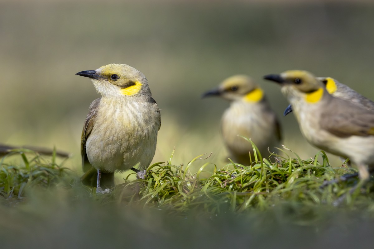 Gray-fronted Honeyeater - ML642512637
