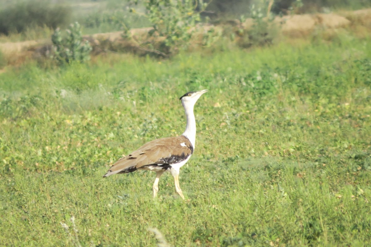 Great Indian Bustard - ML642512640