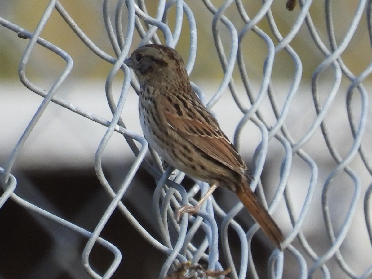 Lincoln's Sparrow - ML642512643
