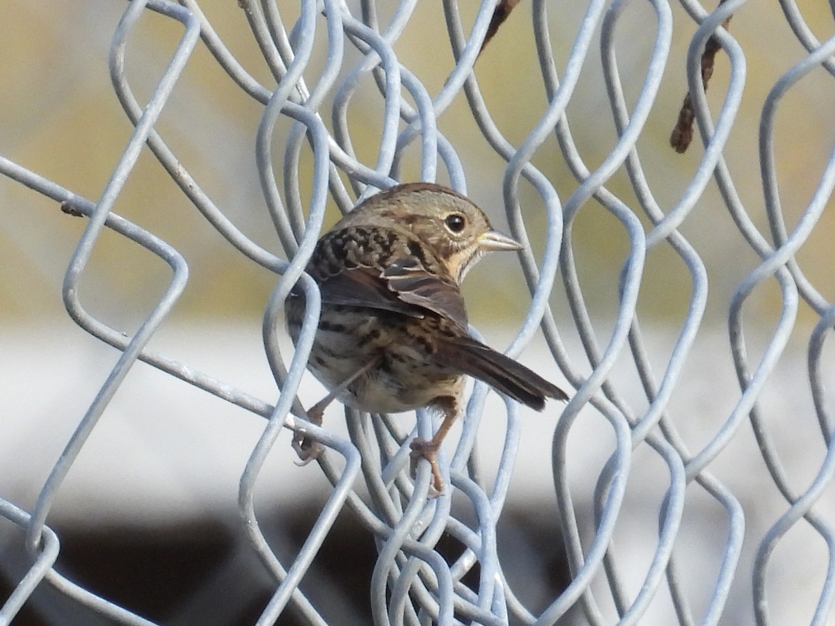 Lincoln's Sparrow - ML642512644