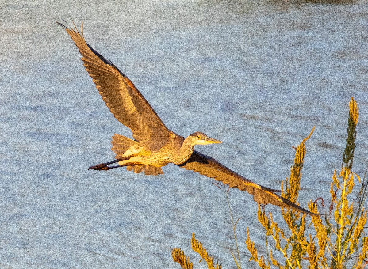 Great Blue Heron - ML642512655