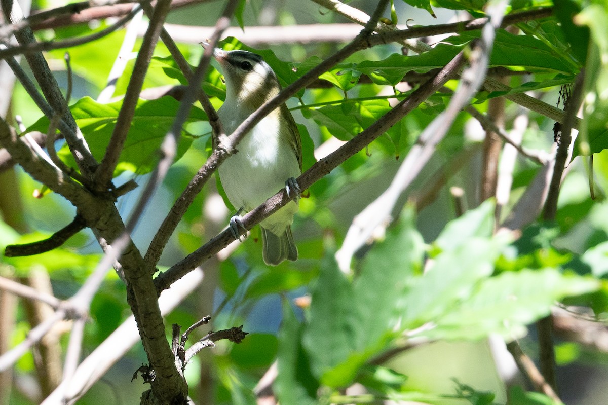Red-eyed Vireo - ML642512656