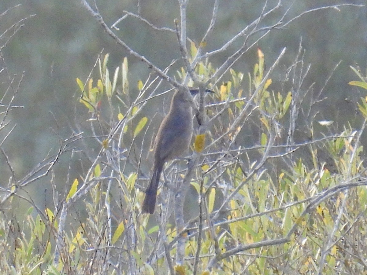 California Thrasher - ML642512658