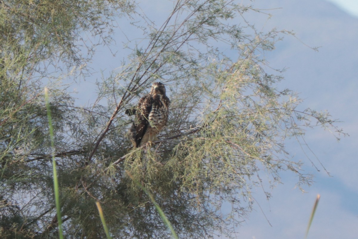 Swainson's Hawk - ML642512659