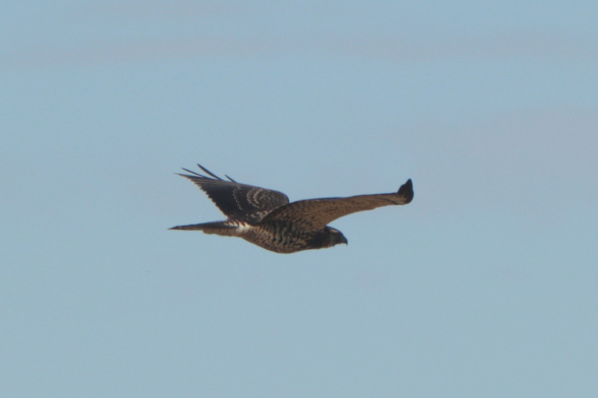 Swainson's Hawk - ML642512661