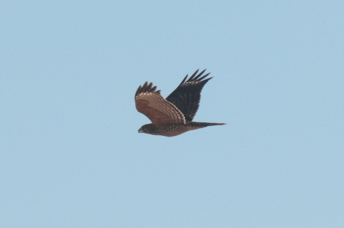 Red-shouldered Hawk - ML642512668