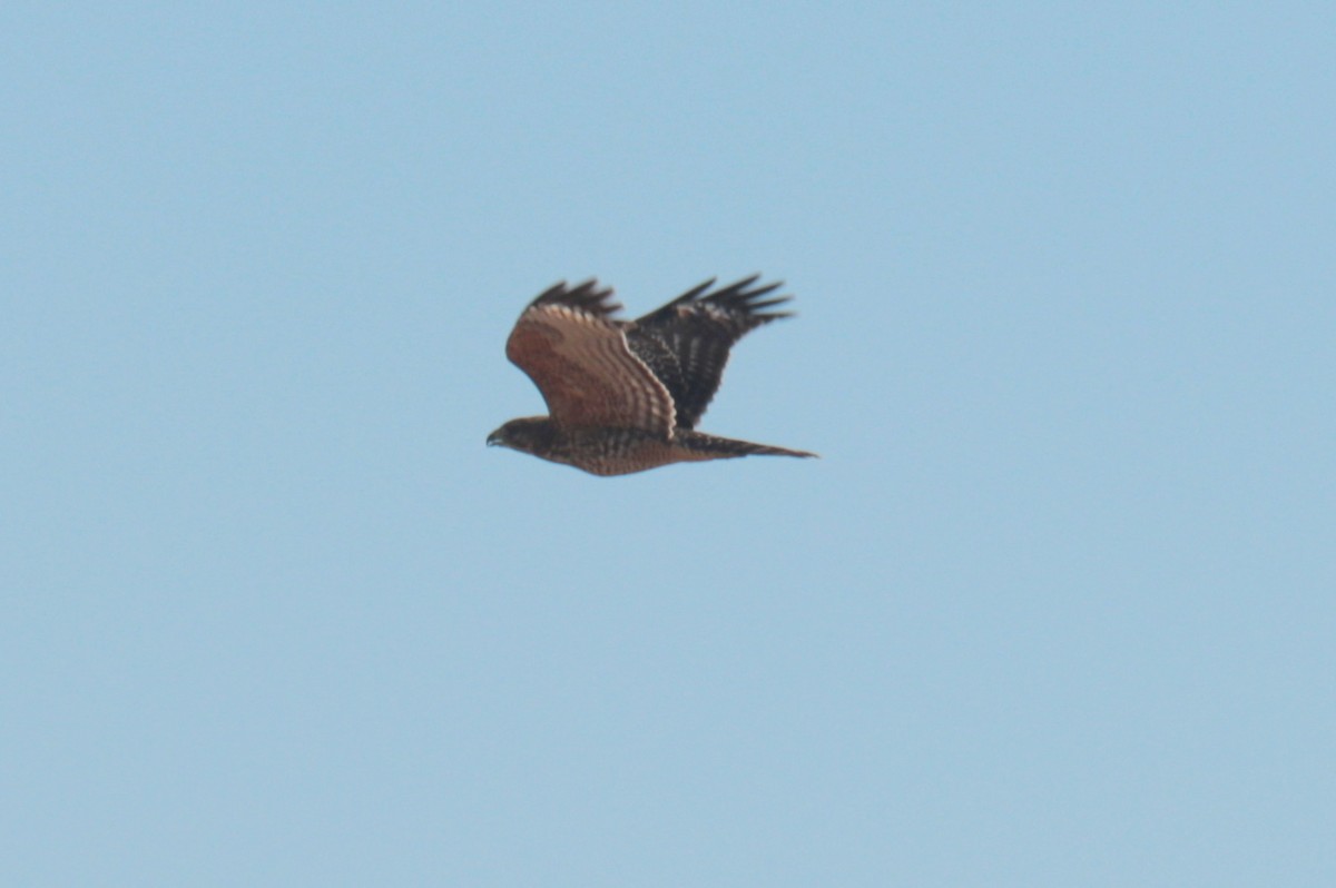 Red-shouldered Hawk - ML642512669