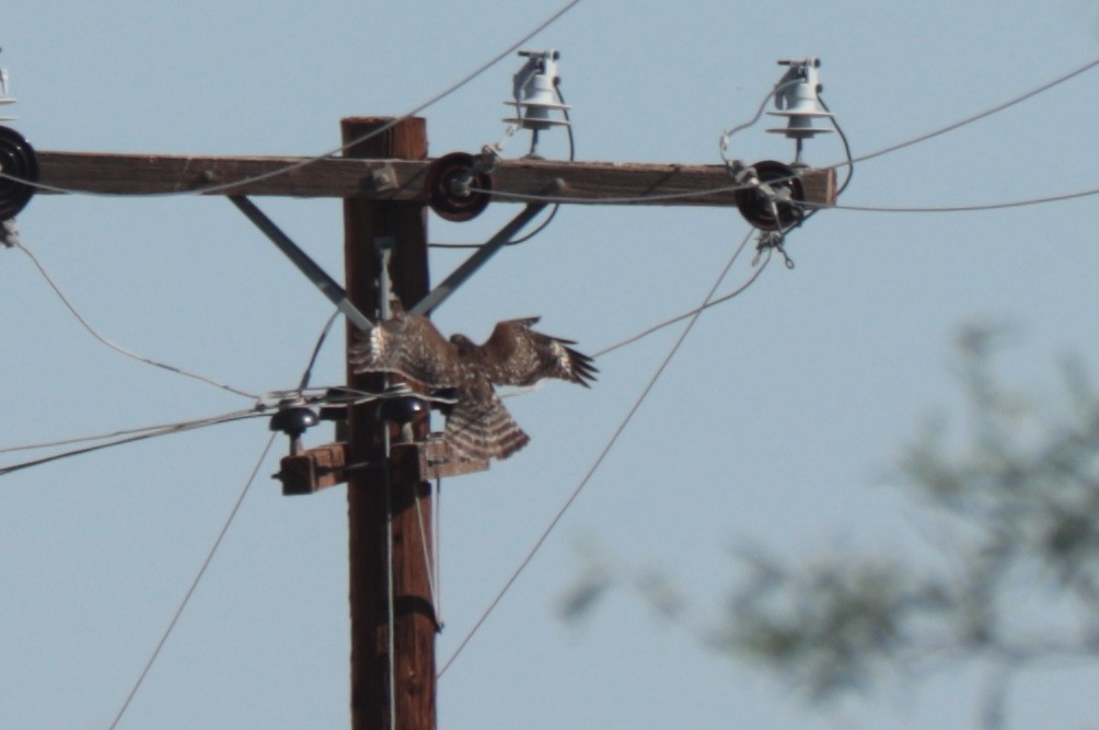 Red-shouldered Hawk - ML642512670