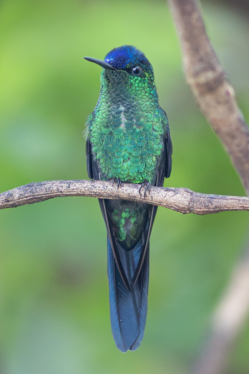 Violet-capped Woodnymph - ML642512694