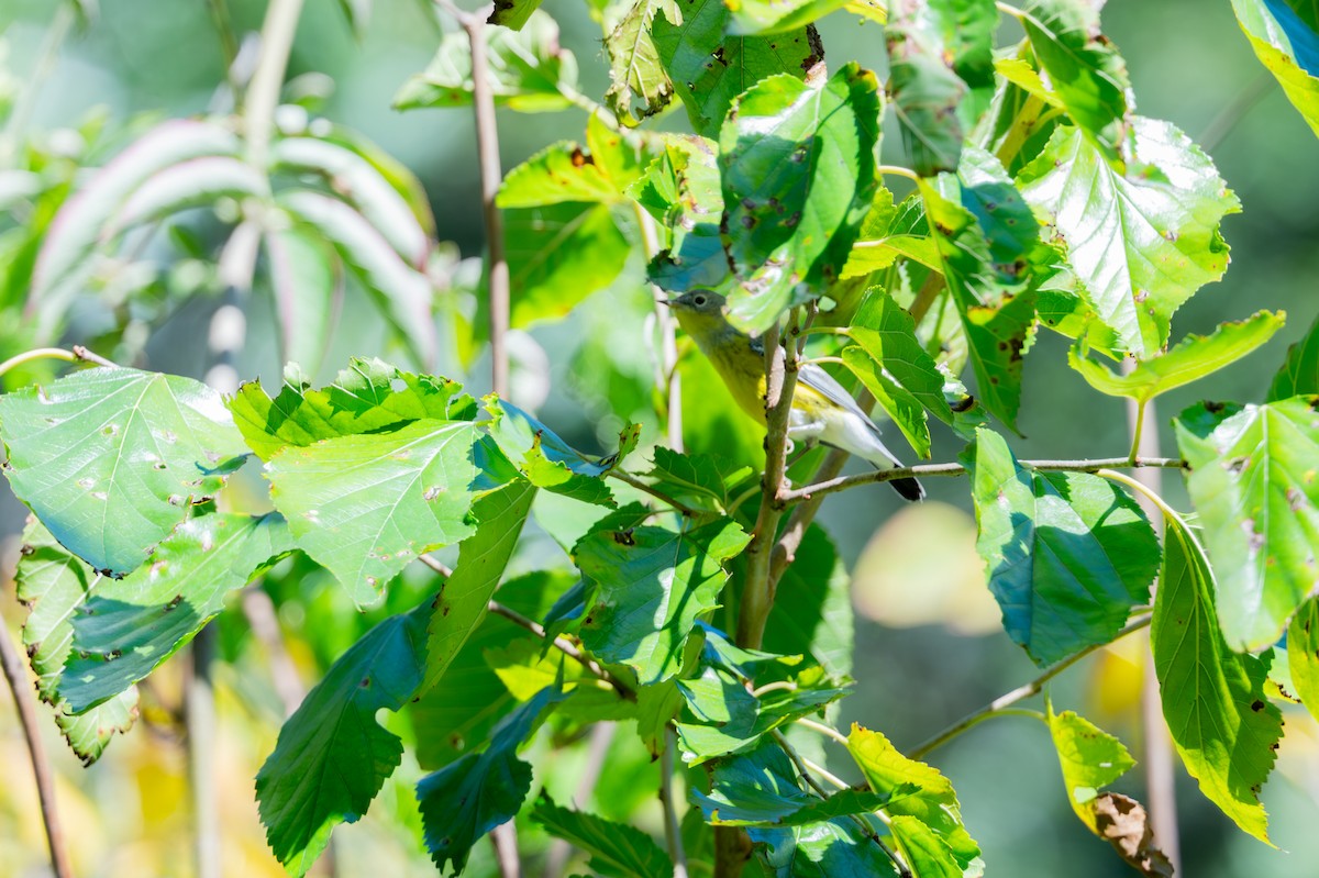 Magnolia Warbler - ML642512696