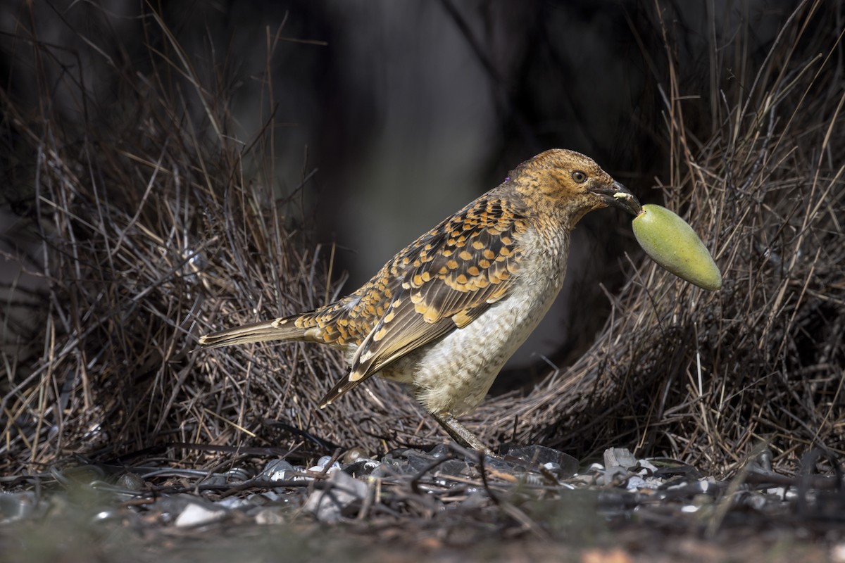 Spotted Bowerbird - ML642512747