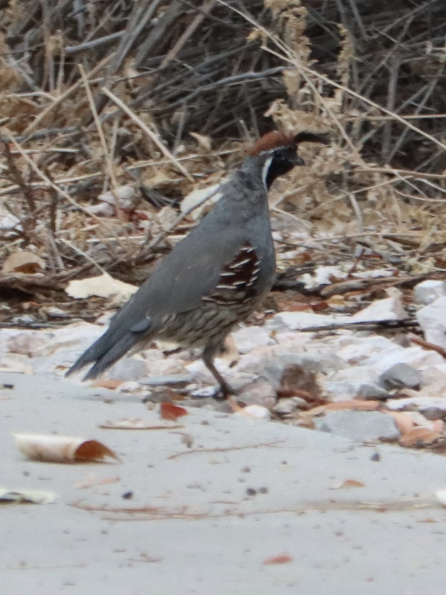 Gambel's Quail - ML642512751