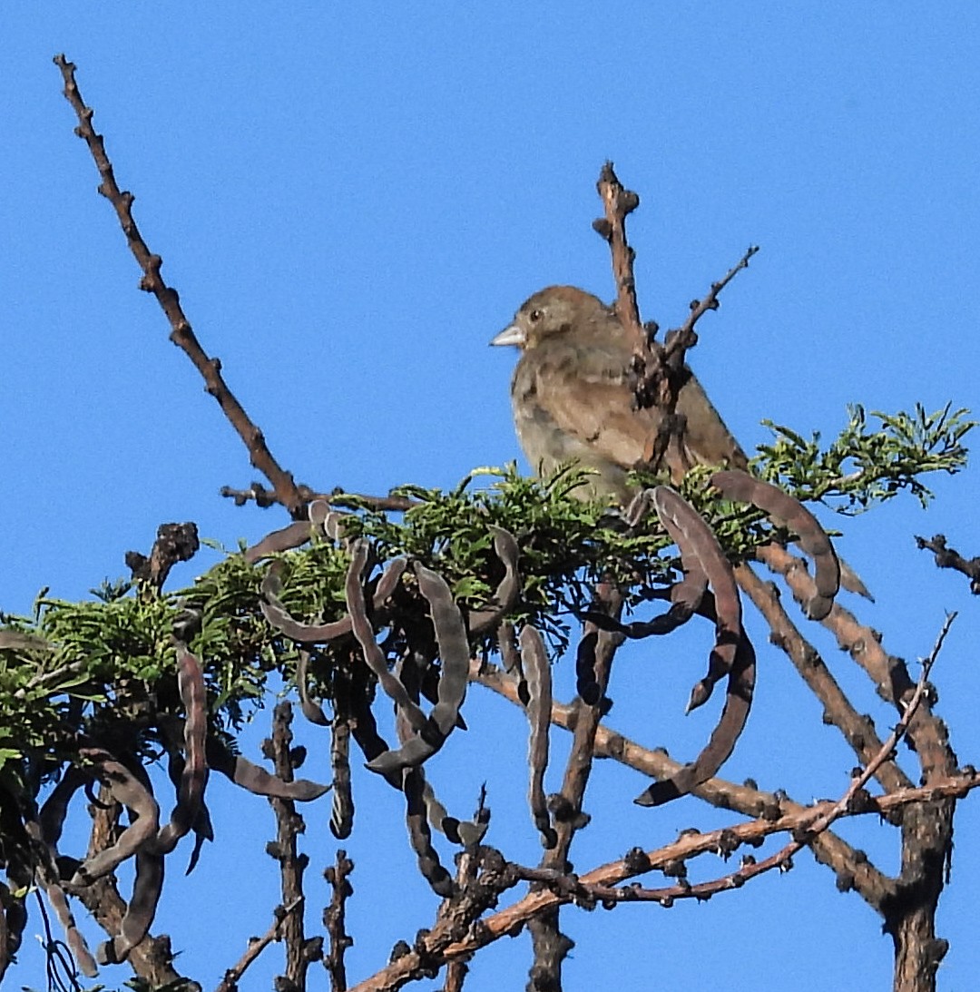 ムジトウヒチョウ - ML642512765