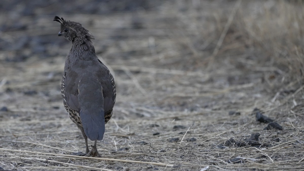 California Quail - ML642512790