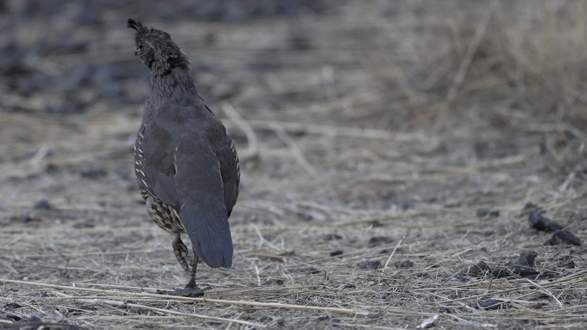 California Quail - ML642512791