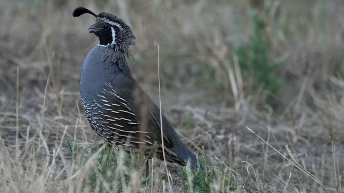 California Quail - ML642512793