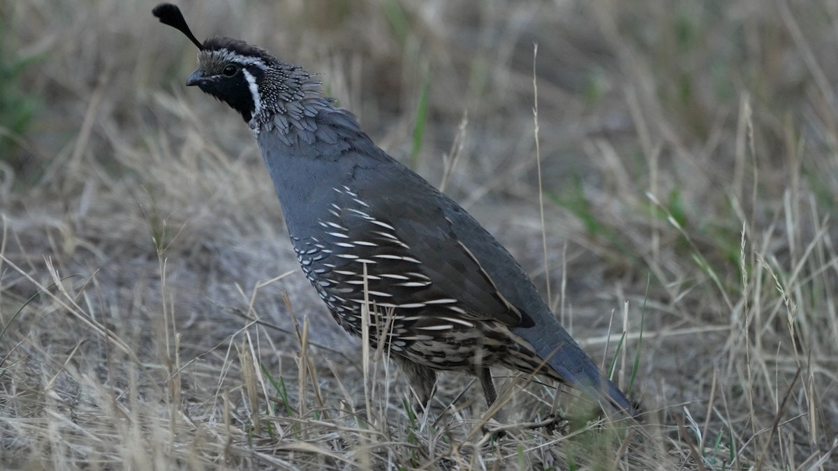 California Quail - ML642512796
