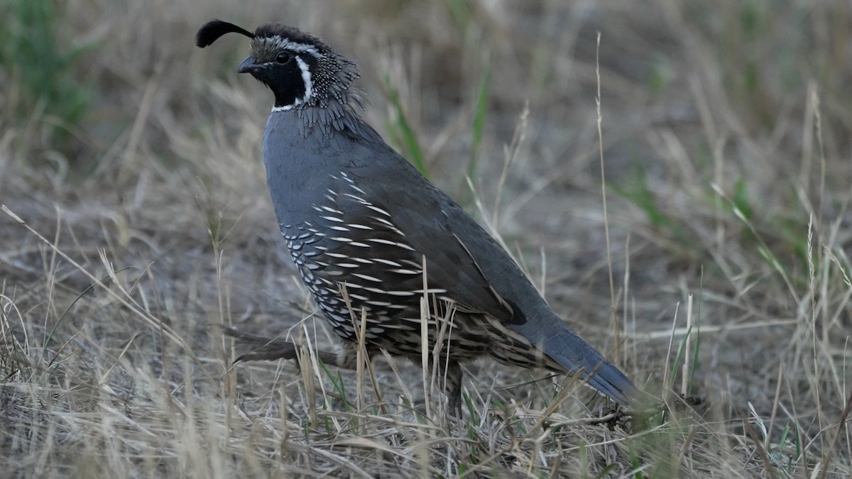 California Quail - ML642512800