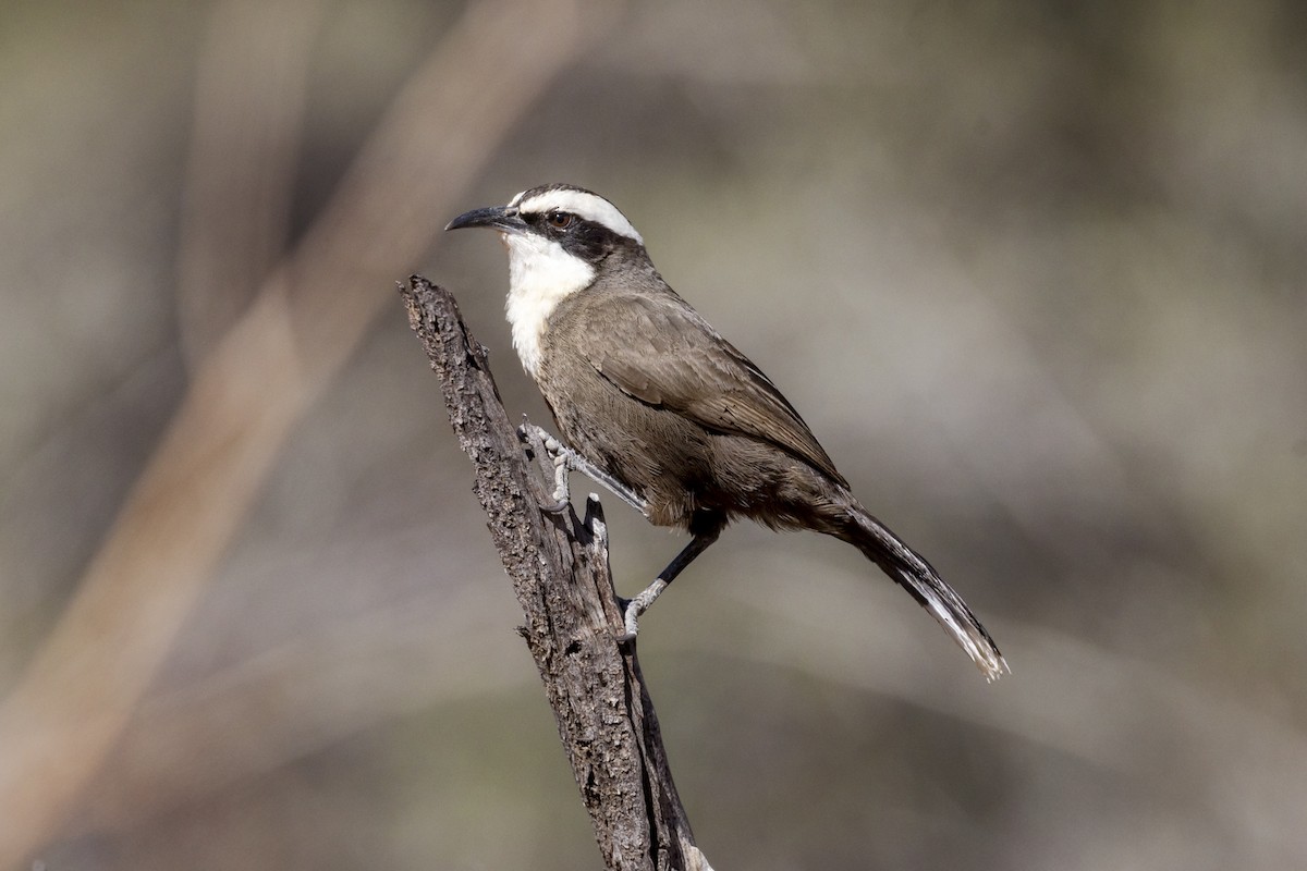 Hall's Babbler - ML642512810