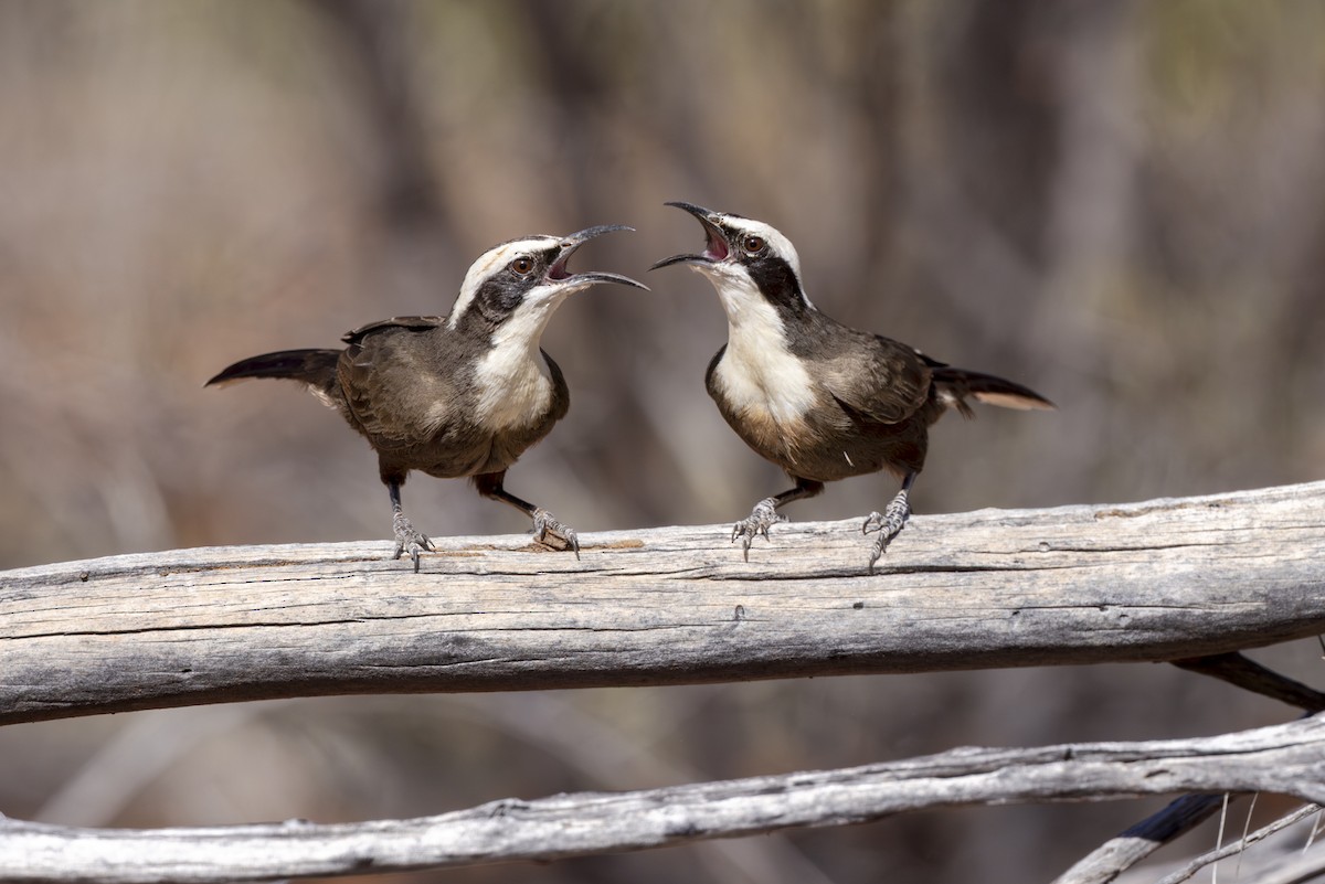 Hall's Babbler - ML642512811