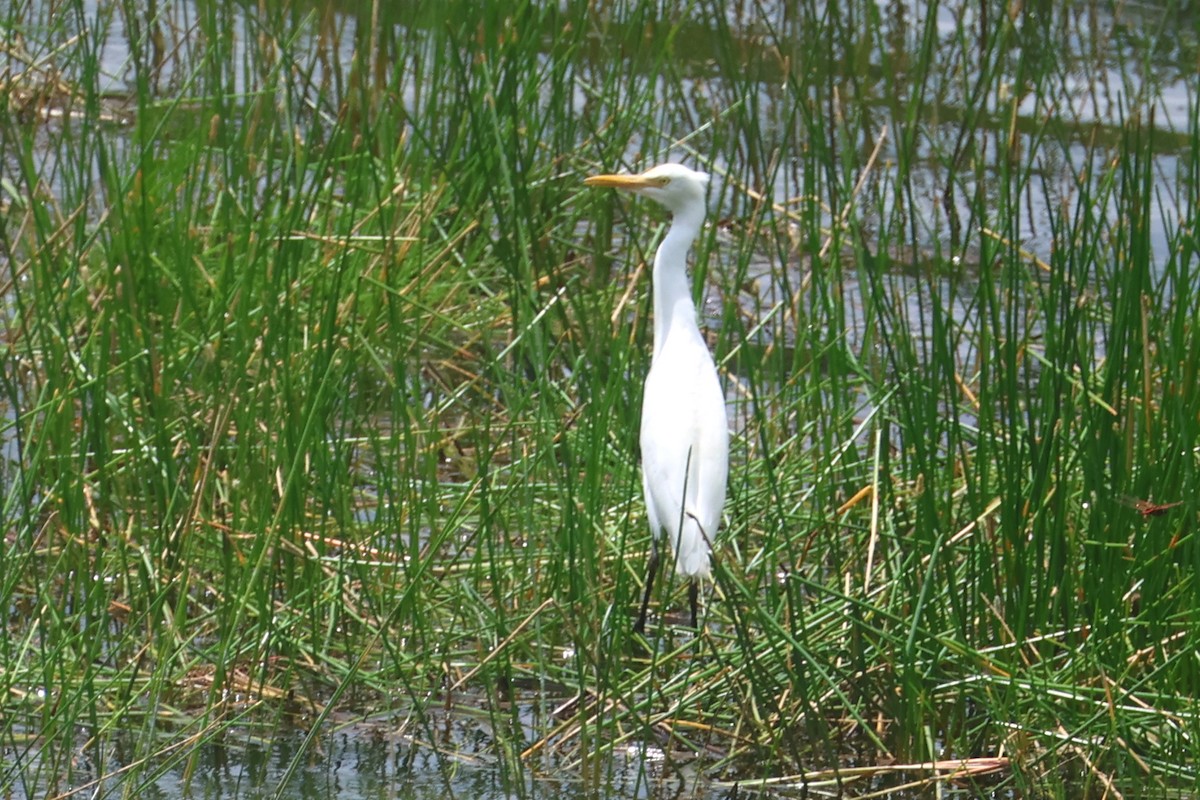 Medium Egret - ML642512825
