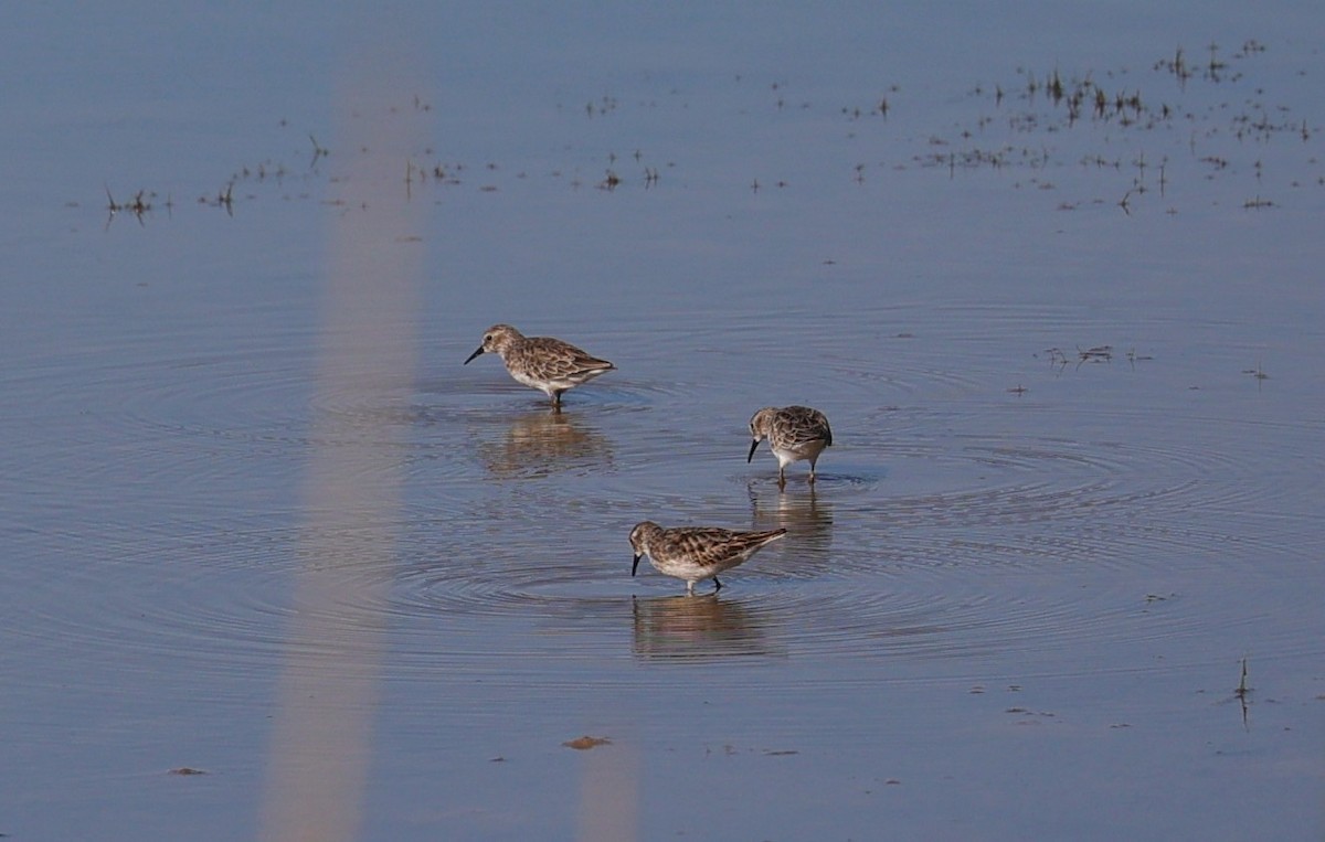 Least Sandpiper - ML642512842