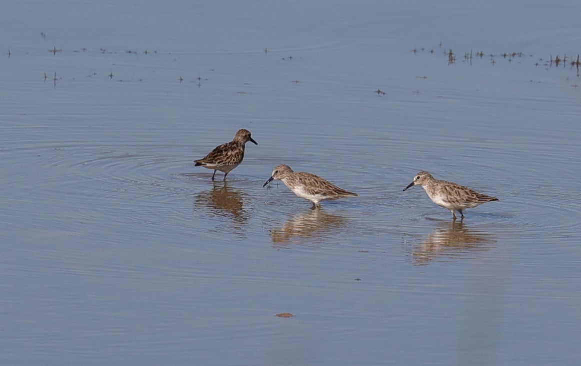 Least Sandpiper - ML642512843