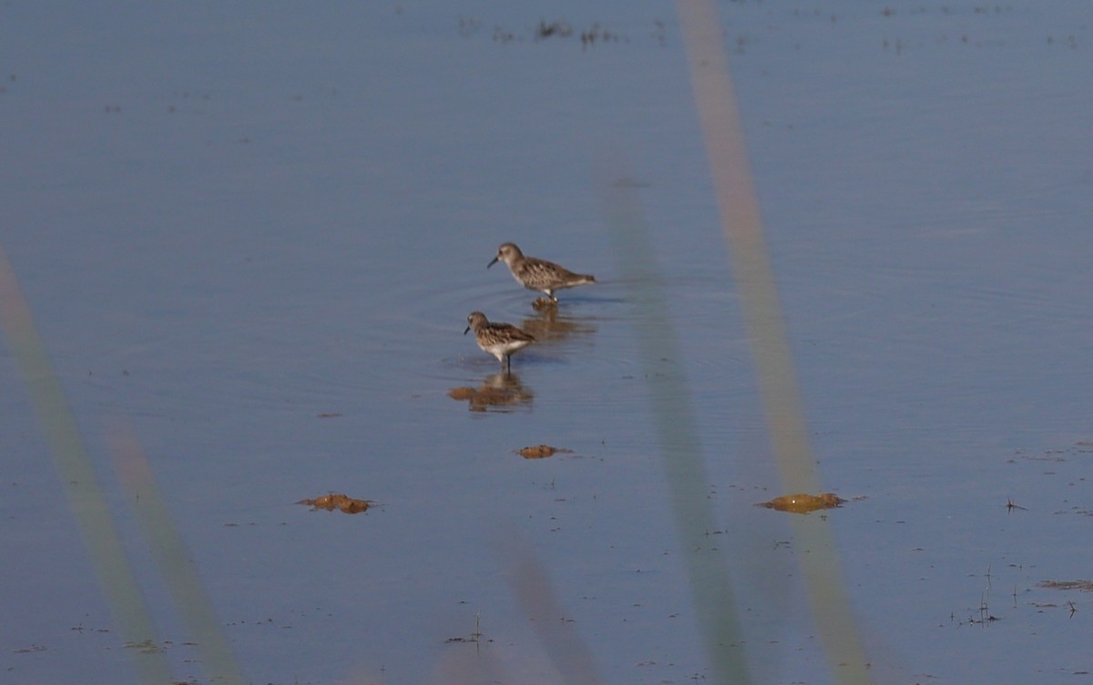 Least Sandpiper - ML642512844