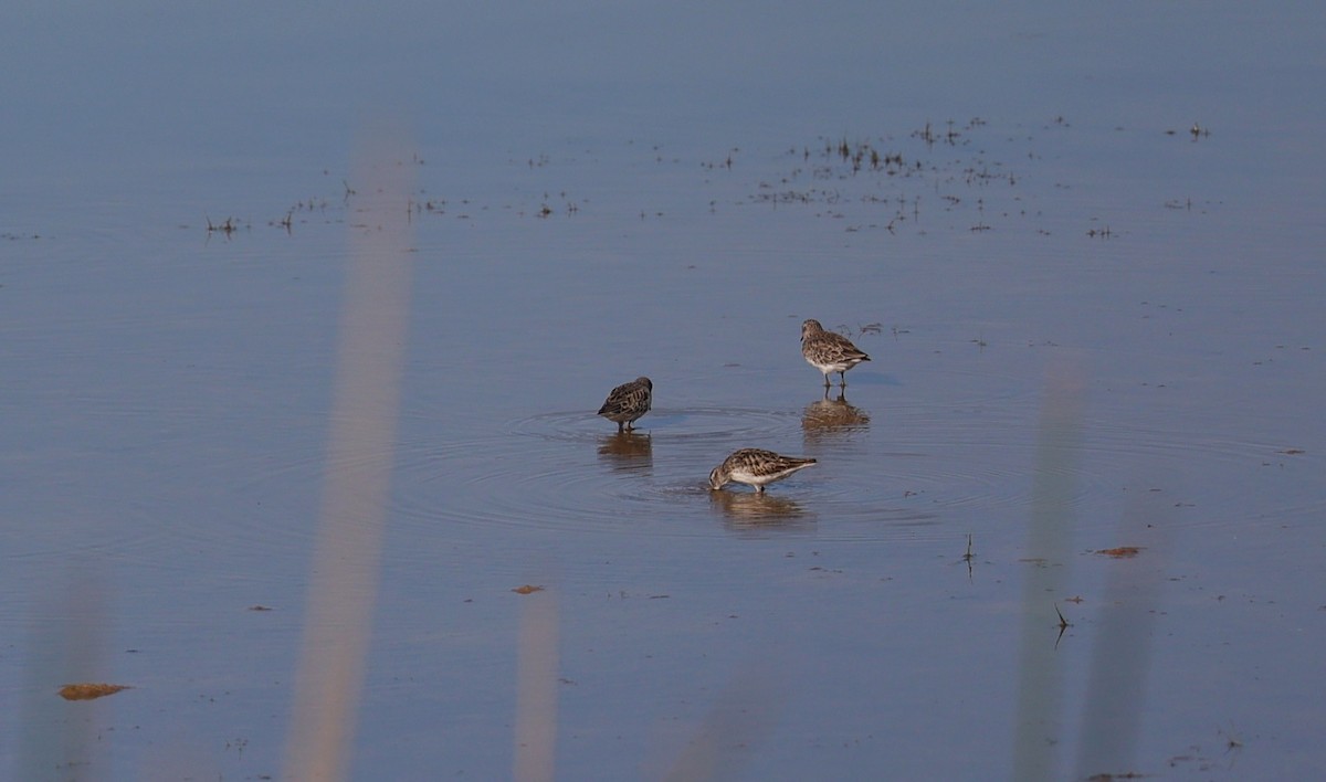 Least Sandpiper - ML642512846